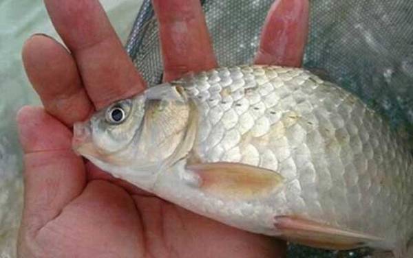 冬天钓鲫鱼钓深水还是浅水?