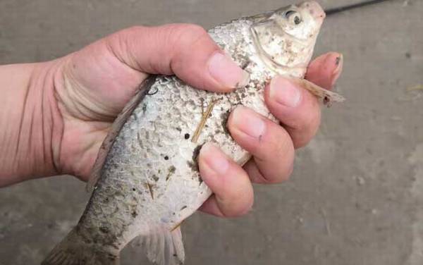 下雨天钓鲫鱼好不好钓?