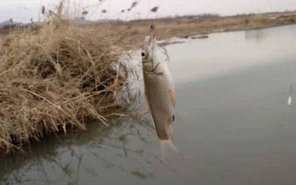 下雨天钓鲫鱼好不好钓?
