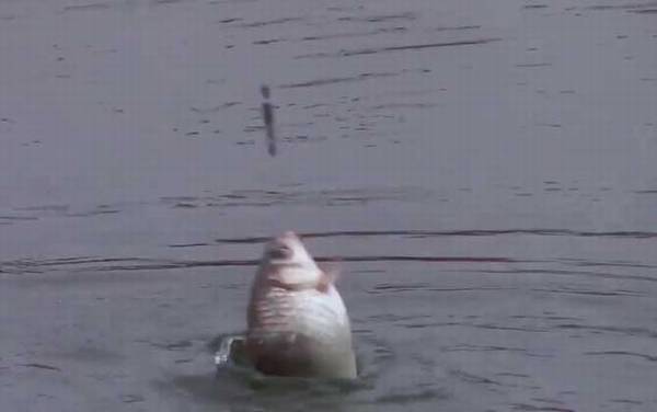 钓鲫鱼深水好还是浅水好?