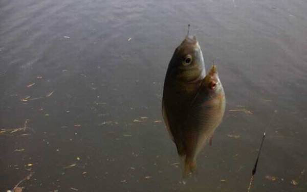 钓鲫鱼深水好还是浅水好?