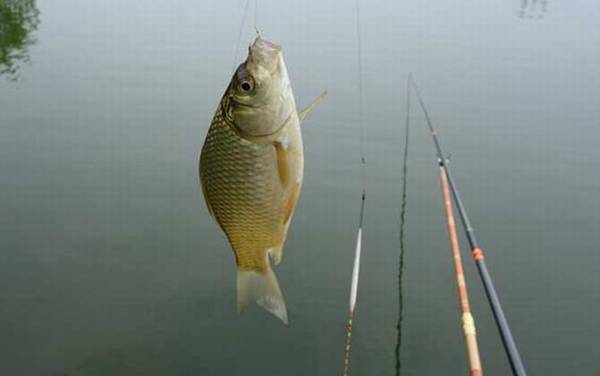 冬天钓鲫鱼打窝多久下钩?