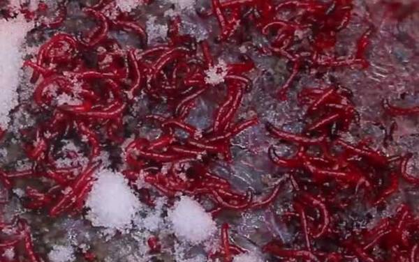 红虫野钓调漂调几钓几最好?