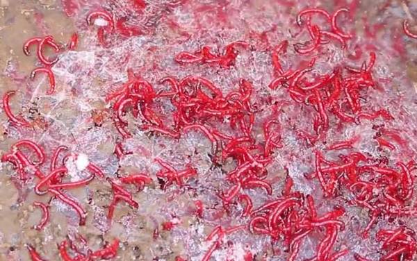 红虫野钓调漂调几钓几最好?