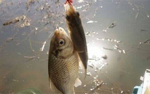 钓鲫鱼用红虫一般调几目?