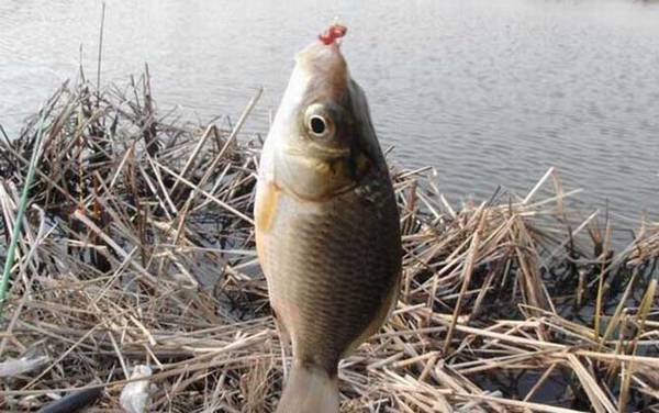 钓鲫鱼用红虫一般调几目?