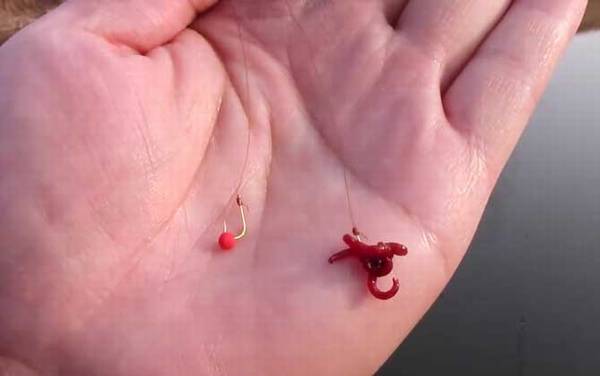 钓鲫鱼用红虫一般调几目?