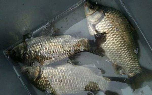 钓鲫鱼钓几目钓几目最好?