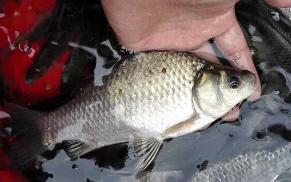 钓鲫鱼钓几目钓几目最好?