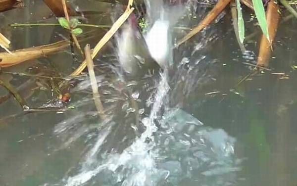 钓鲫鱼带钩调漂的正确方法