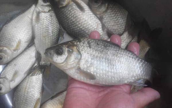 什么天气好钓鲫鱼?