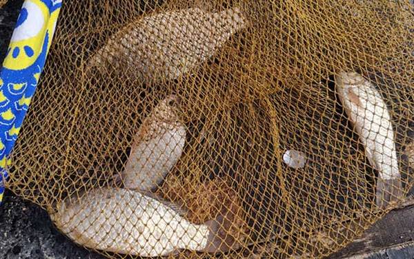 冬天0到7度可以钓鲫鱼吗?