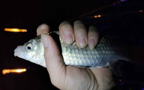 为什么夜钓鲫鱼不开口?