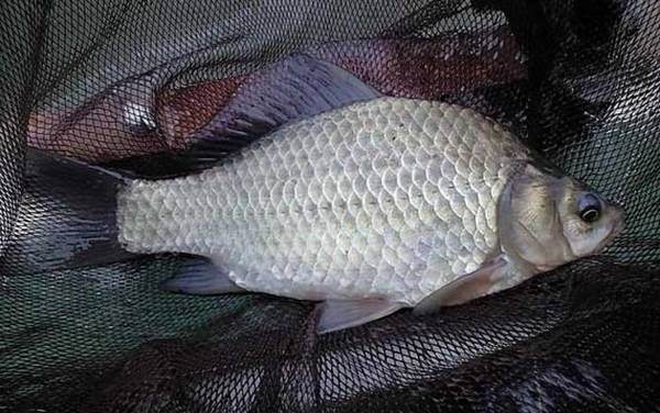 野钓怎样才能钓到大鲫鱼?