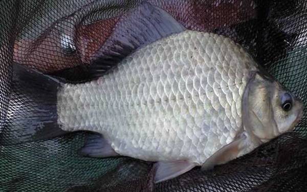 野钓鲫鱼需要打频率吗?