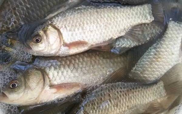 野钓鲫鱼需要打频率吗?