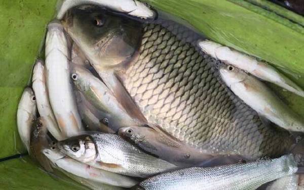 钓鲤鱼是钓底还是钓浮?