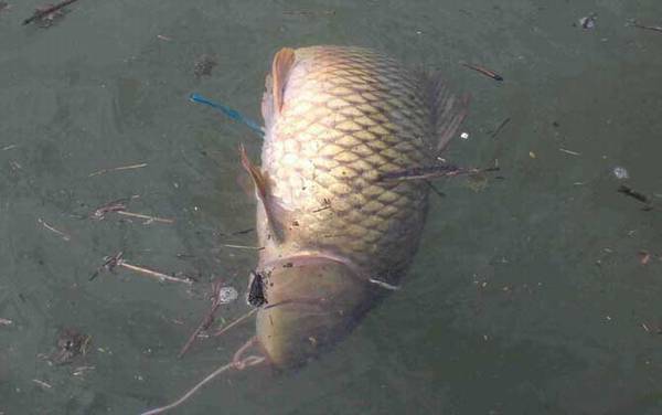 钓鲤鱼最快的方法