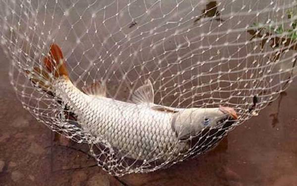 钓鲤鱼怎么调漂最好?