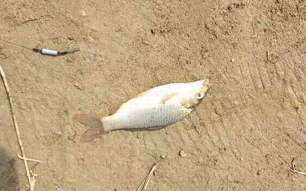 钓鲤鱼最佳水深是多少?