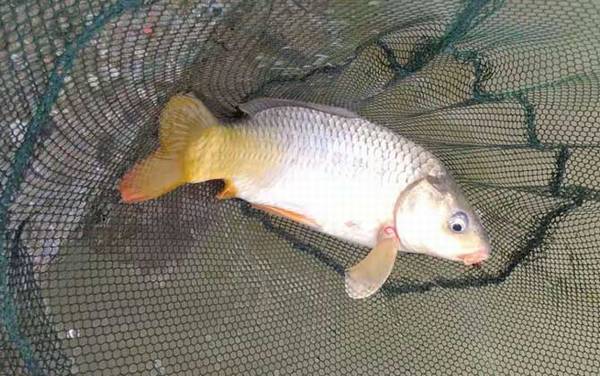 大水面野钓鲤鱼如何打窝?