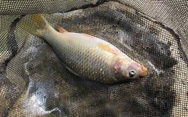 钓鲤鱼不开口怎么办?