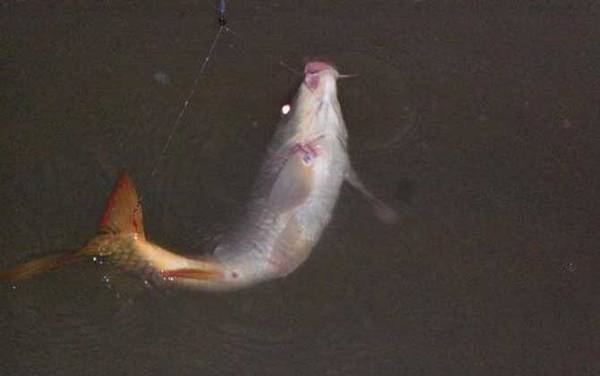 野钓鲤鱼的最佳方法和技巧