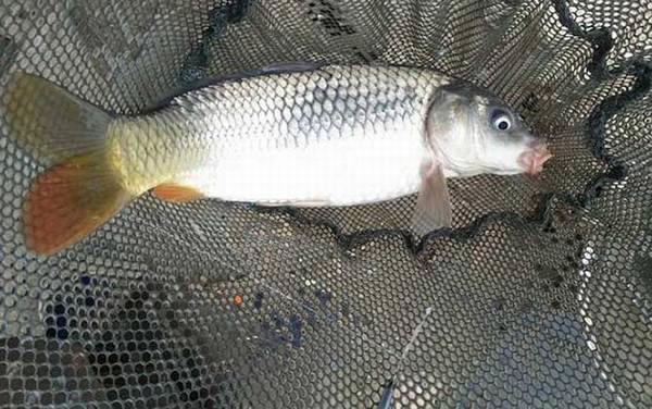 野钓鲤鱼是钓底还是钓浮?