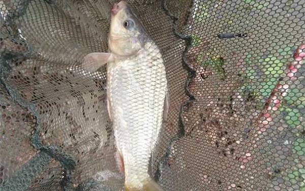 野钓鲤鱼是钓底还是钓浮?