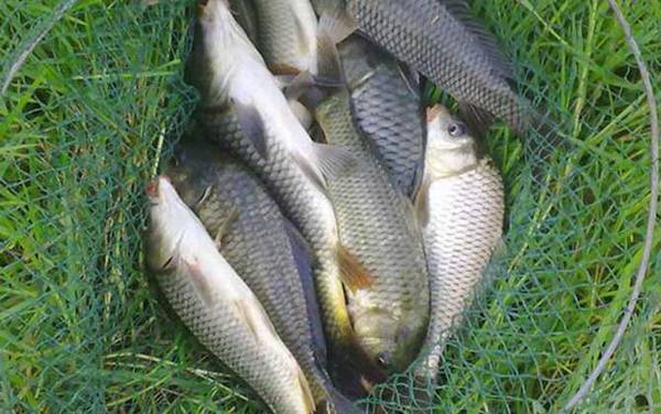 玉米钓鲤鱼怎么挂钩?