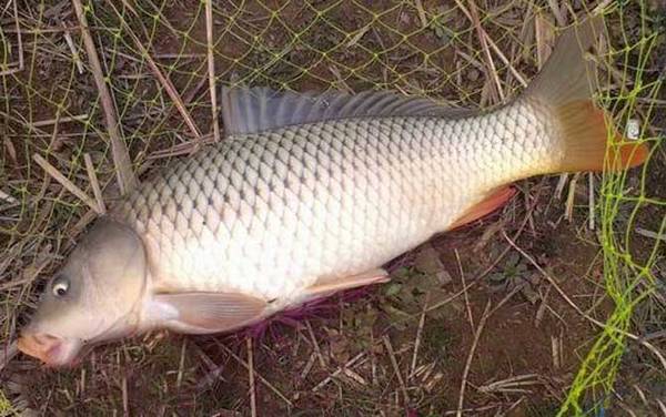 玉米钓鲤鱼怎么挂钩?