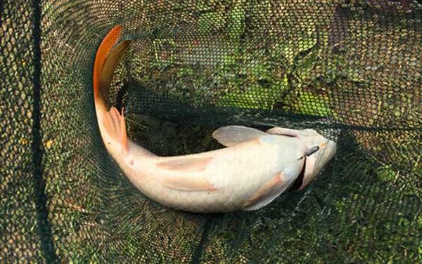 玉米钓鲤鱼怎么挂钩?