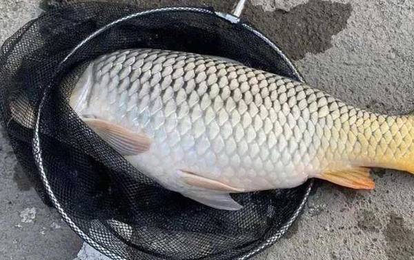 玉米钓鲤鱼怎么挂钩?