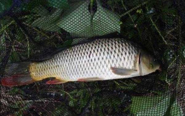 玉米钓鲤鱼几月份好用?