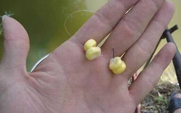 为什么挂玉米钓鱼一天没口?