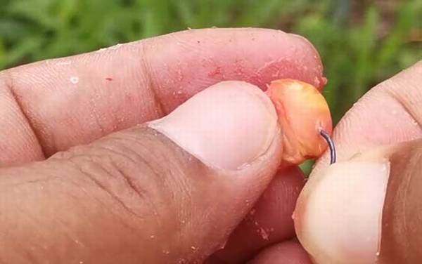 为什么挂玉米钓鱼一天没口?