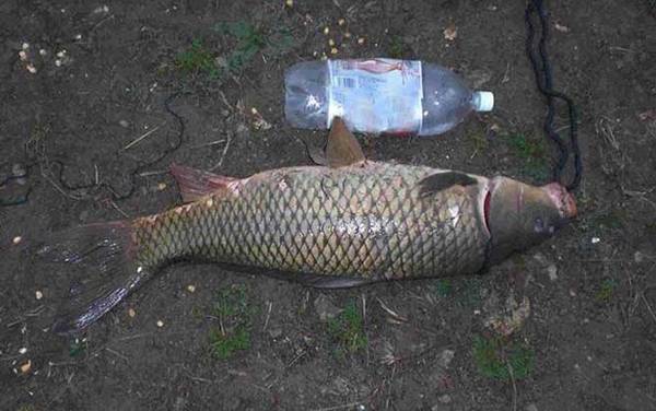 钓草鱼一般离底多高合适?