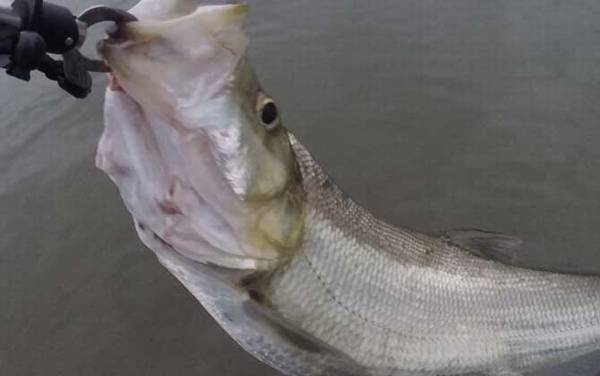 用玉米钓翘嘴怎样调漂?