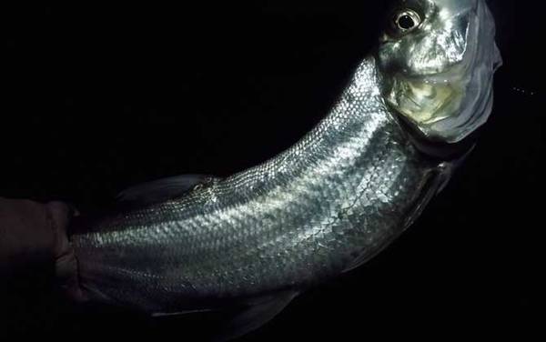 用玉米钓翘嘴怎样调漂?