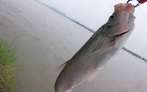 用玉米钓翘嘴怎样调漂?