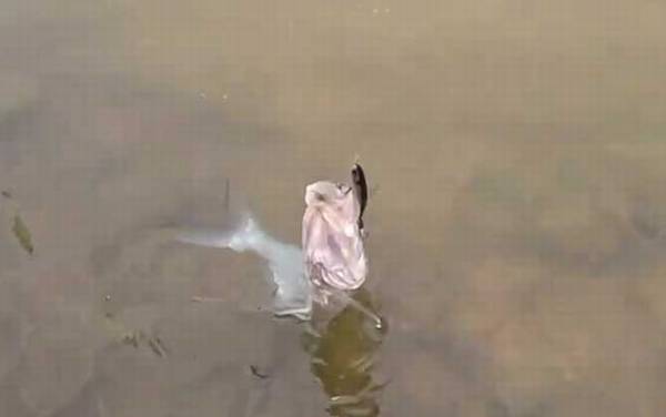 路亚翘嘴的最佳季节和时间