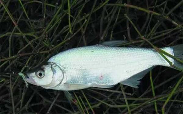 路亚翘嘴钓底还是钓浮?