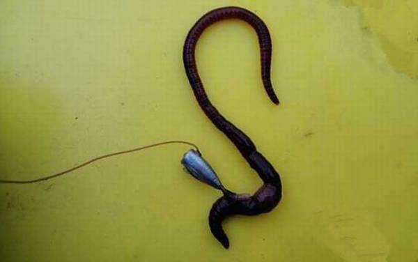 蚯蚓怎么钓鱼容易上钩?