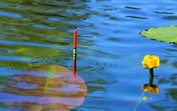 鲫鱼钓几目顿口最明显?