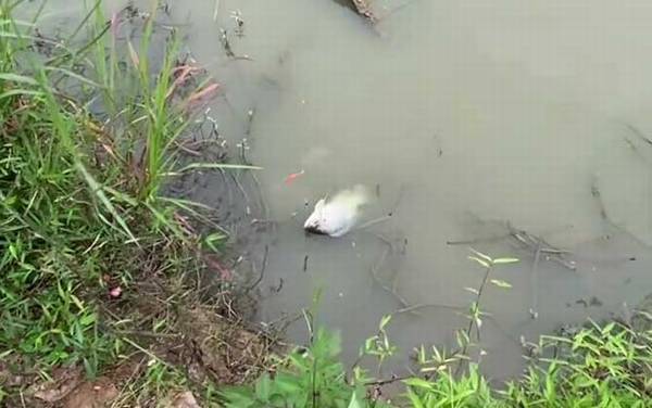 夜钓罗非鱼钓近还是钓远?