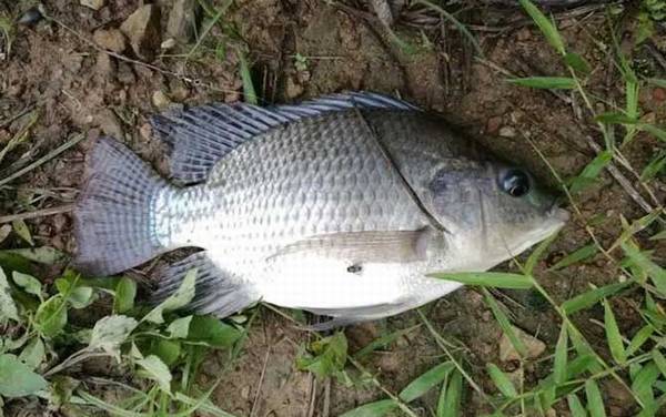 夜钓罗非鱼钓近还是钓远?