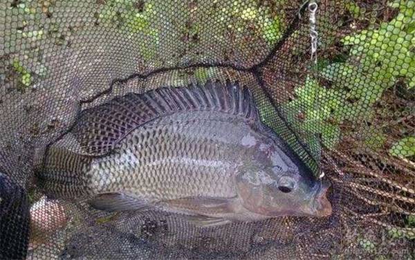 夜钓罗非鱼不开口什么原因?