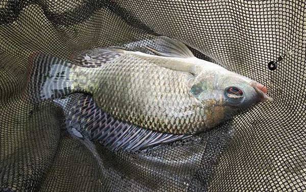 夜钓罗非鱼钓什么位置最好?