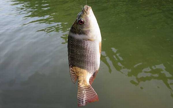 如何避免小罗非鱼闹窝?