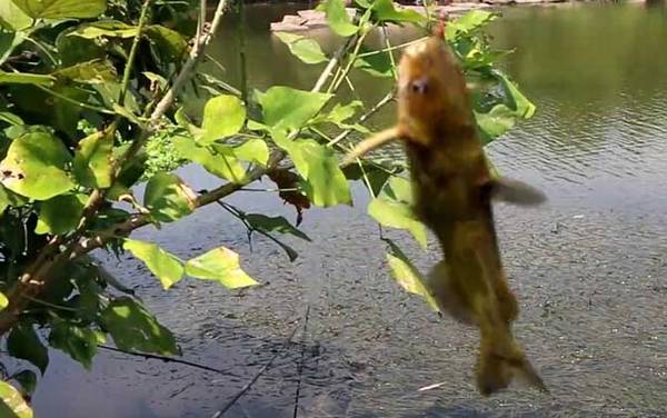 钓黄辣丁提前多久打窝?